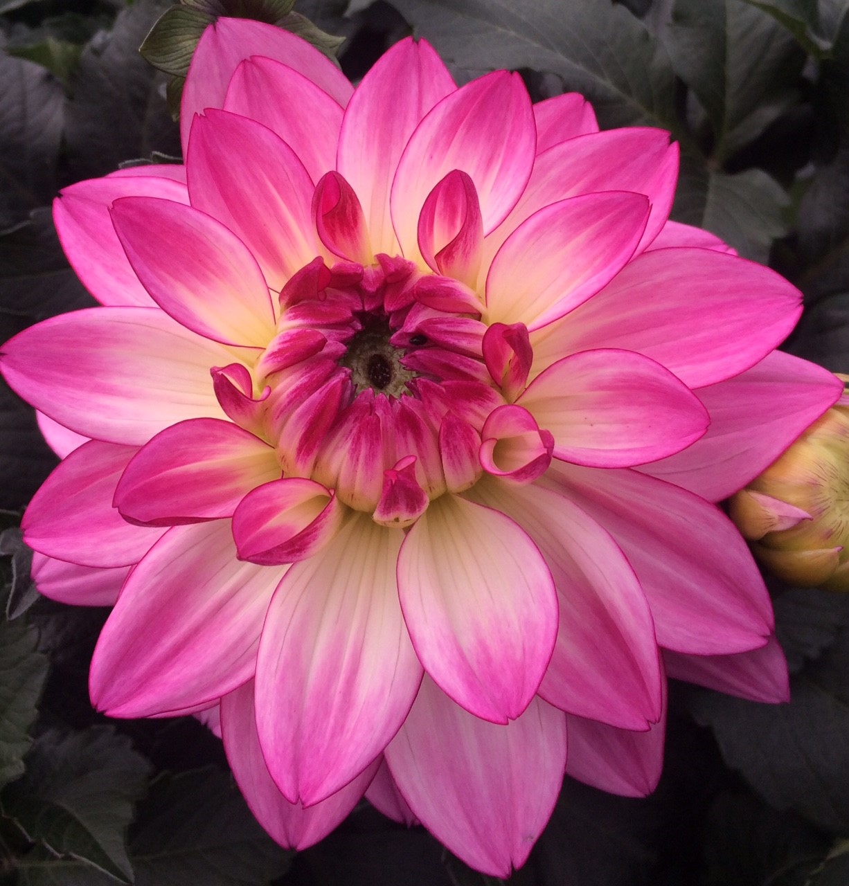 Xojayin qulga yalashni buyurdi